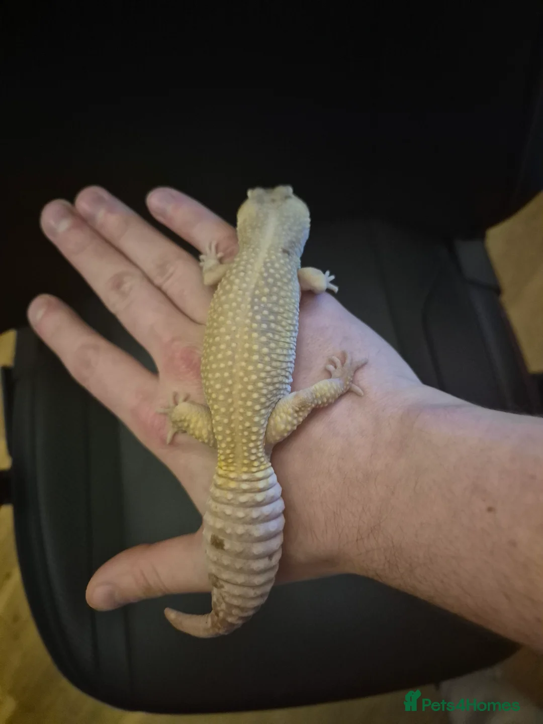 Leopard Gecko reptiles for sale: Male leopard gecko - Advert 6