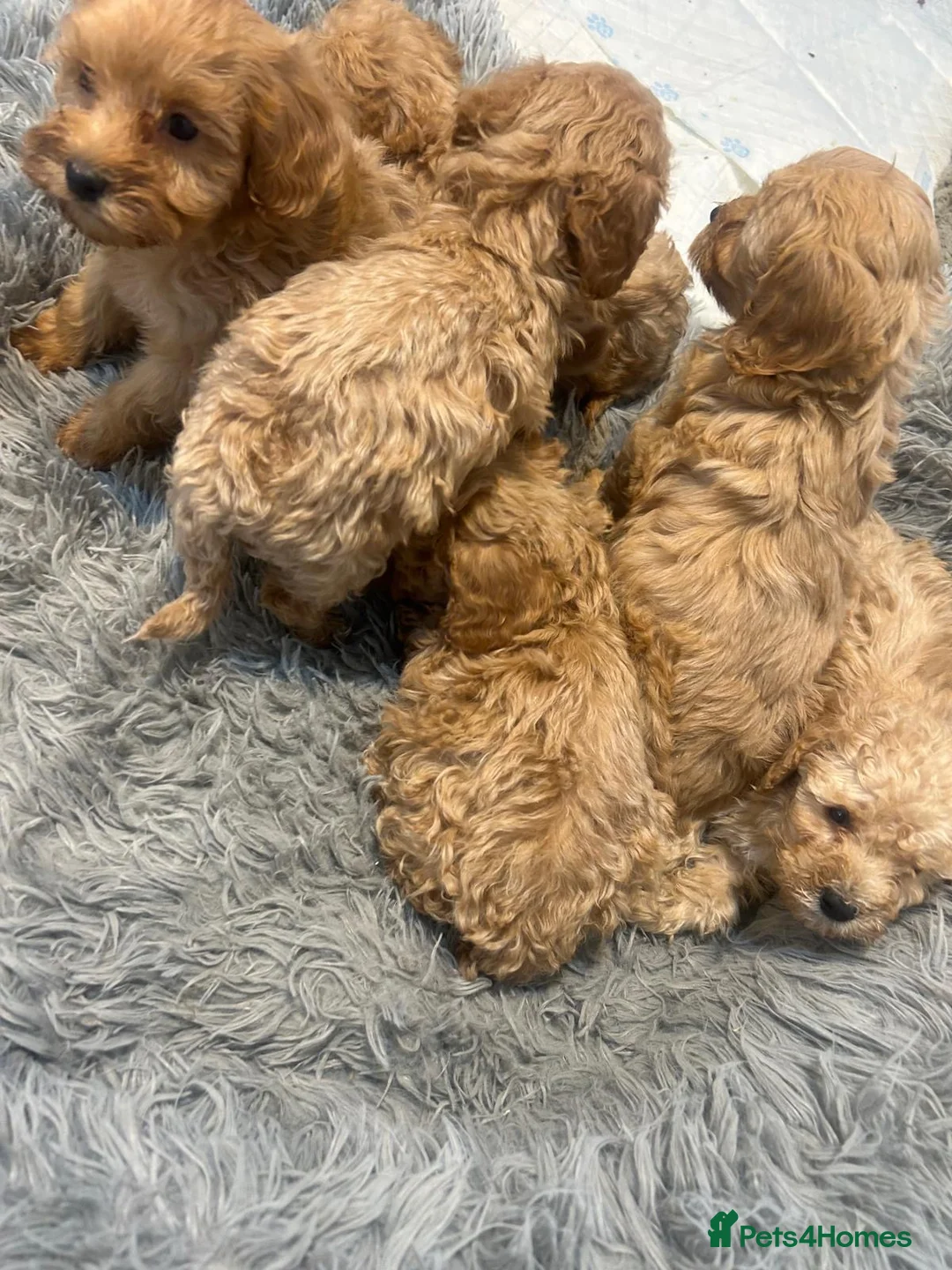 Cockapoo dogs for sale: Beautiful babies available  - Advert 6