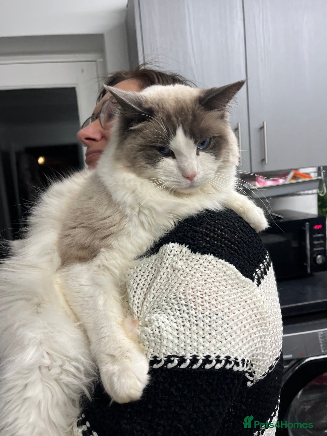 Ragdoll cats for sale: 3 year old blue point bicolour ragdoll - Advert 11