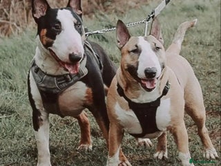 English Bull Terrier dogs in Newport Pagnell - Advert 1