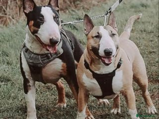 English Bull Terrier dogs FULL HEATH CHECKED QUALITY STUD 🥇 in Newport Pagnell - Advert 2