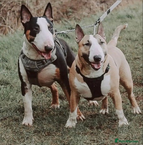 English Bull Terrier dogs FULL HEATH CHECKED QUALITY STUD 🥇 in Newport Pagnell - Advert 2
