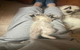 Ragdoll cats for sale: GCCF Registered Kittens - Image 10