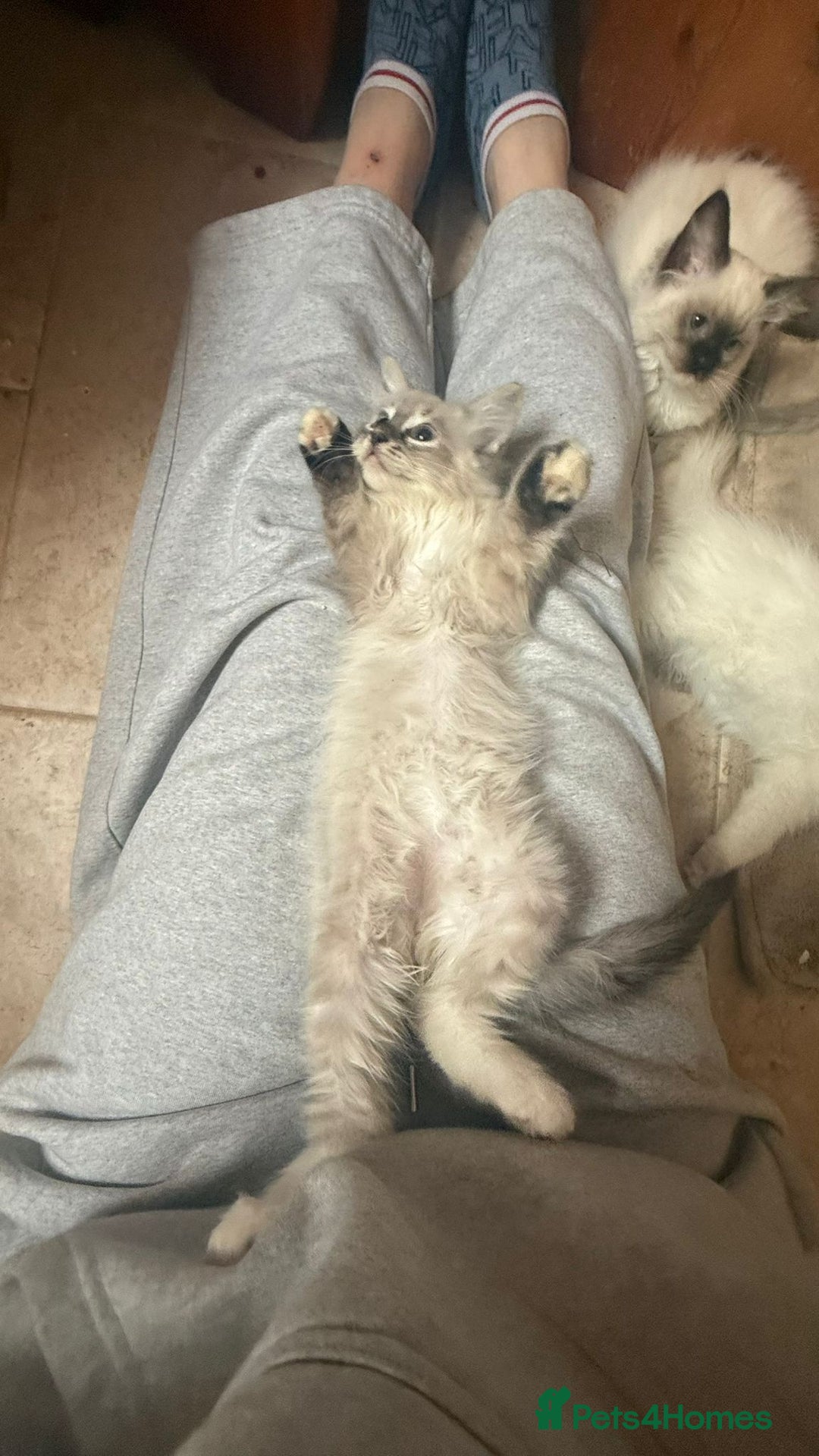 Ragdoll cats for sale: GCCF Registered Kittens - Image 10