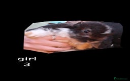 Mini Lop rabbits for sale: 6 beautiful mini lops both male amd female - Image 5
