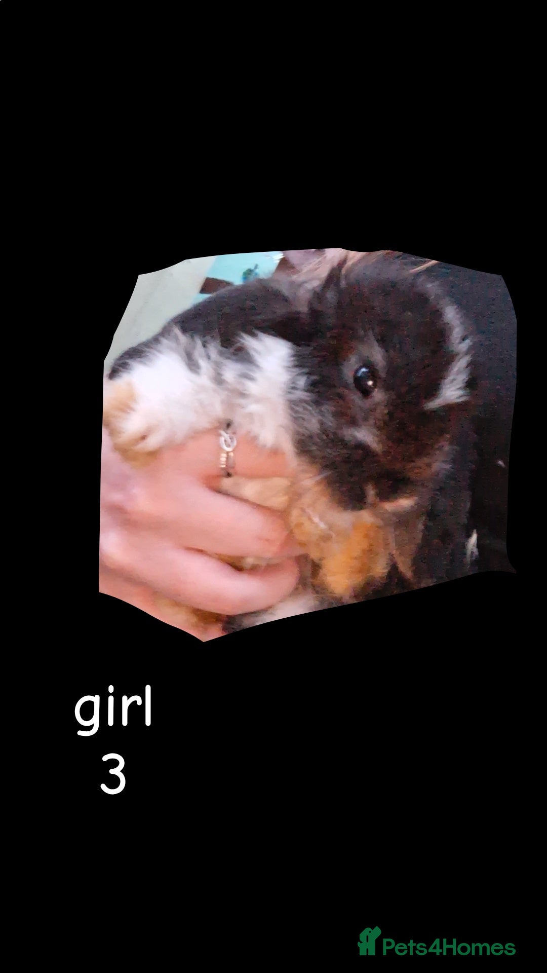Mini Lop rabbits for sale: 6 beautiful mini lops both male amd female - Image 5