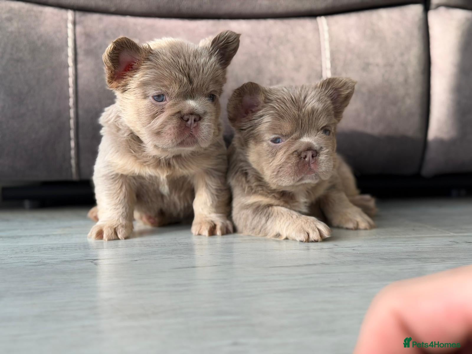 French Bulldog dogs 6 Amazing quality French bulldog pups - Advert 1