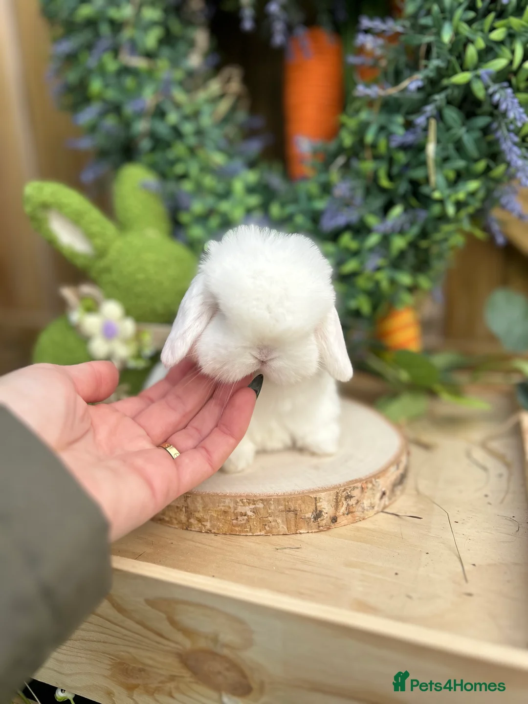 Mini Lop rabbits for sale: ⭐️ PUREBRED FRIENDLY MINI LOP BABY BUNNIES ⭐️ - Advert 9