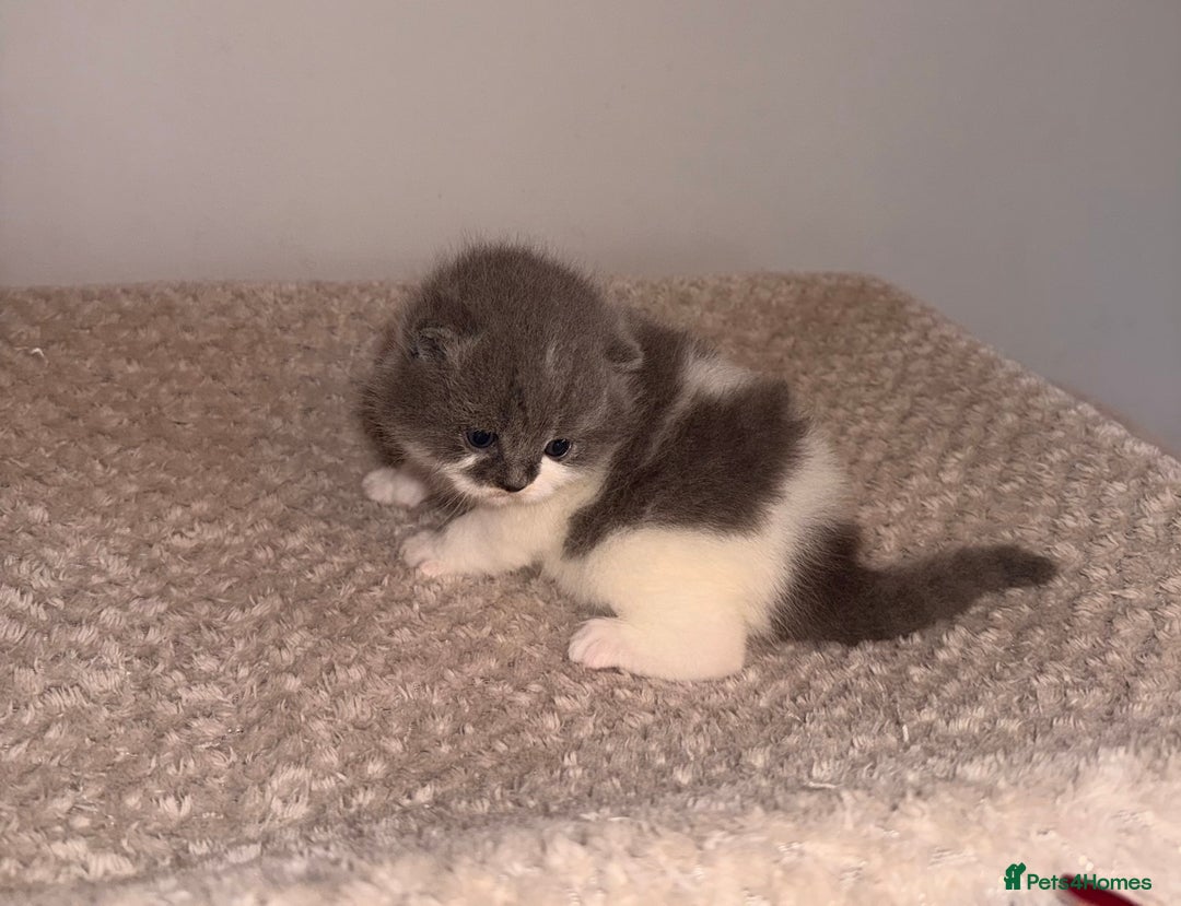British Shorthair cats for sale: GCCF registered bi colour Male  - Advert 5