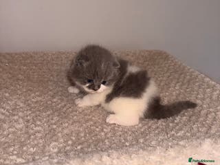 British Shorthair cats GCCF registered bi colour Male - Advert 4