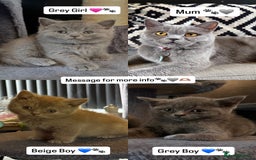 British Shorthair cats for sale: 2 Girls 3 Boys British Shorthairs - Image 1