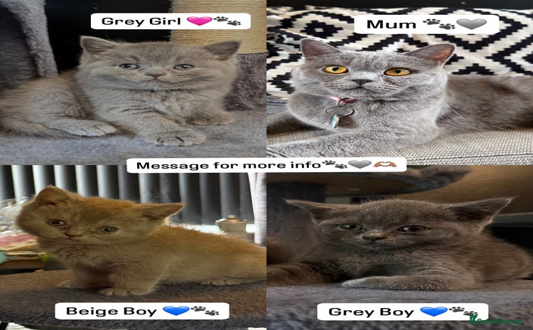 British Shorthair cats - Advert 10