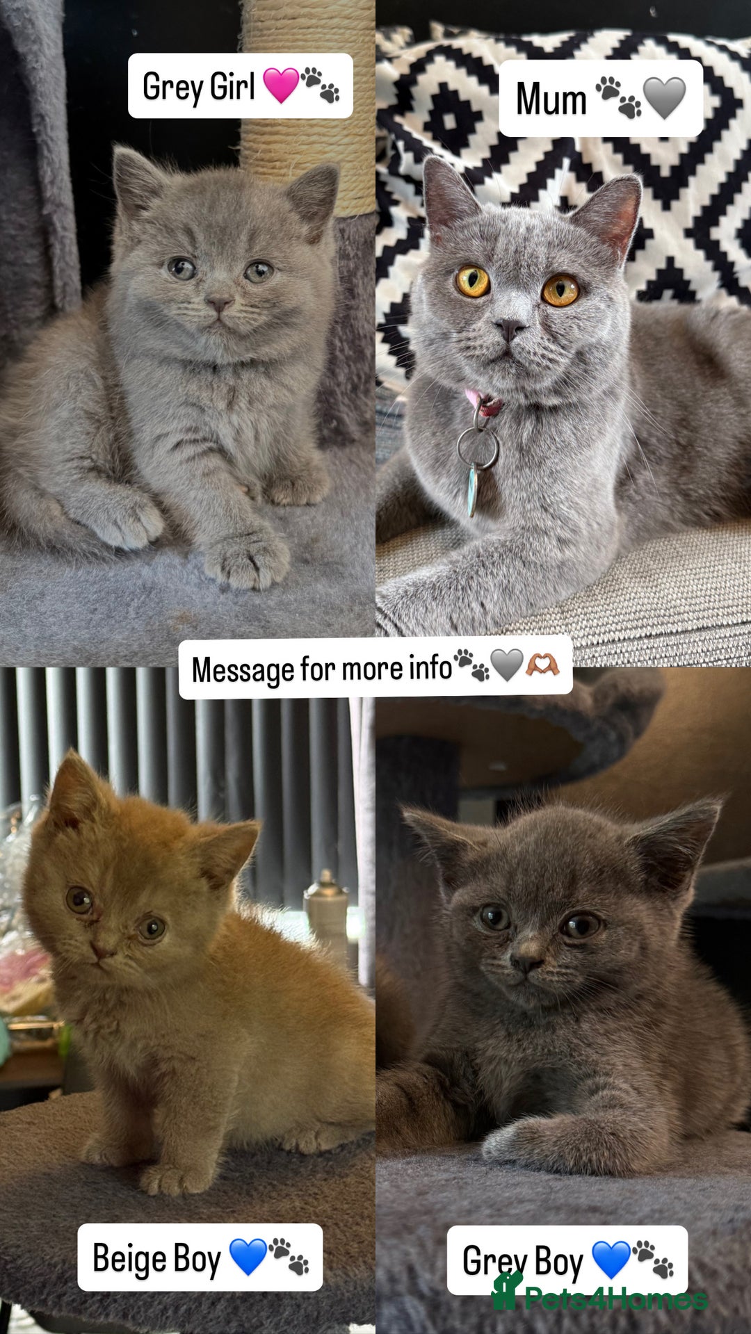 British Shorthair cats for sale: 2 Girls 3 Boys British Shorthairs - Image 1
