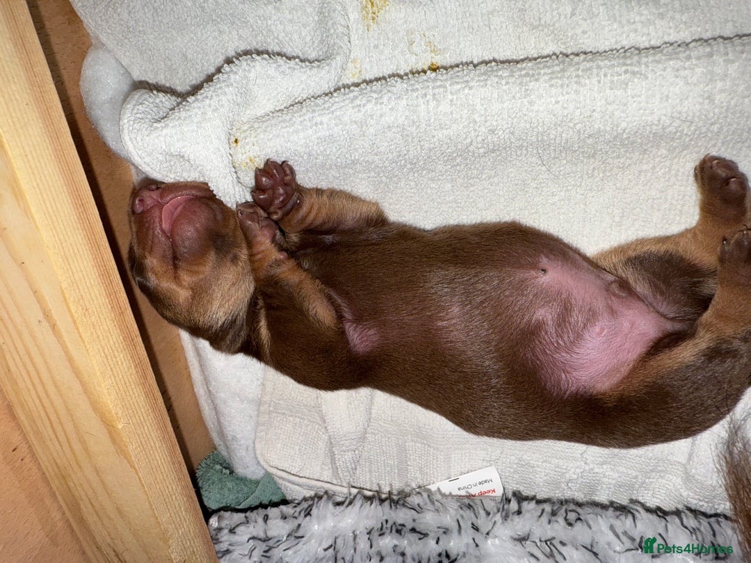 Dachshund dogs for sale: Miniature dachshund puppies  - Image 6