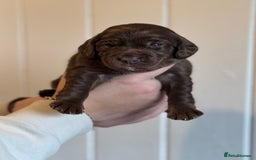 Mixed Breed dogs for sale: Labradoodle X Cocker Spaniel - Image 13