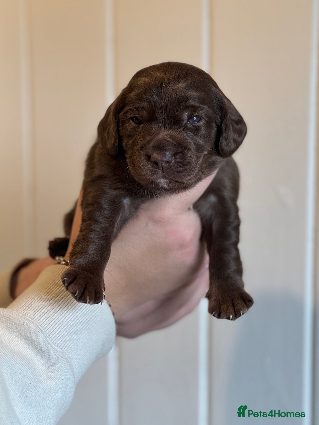 Mixed Breed dogs for sale: Labradoodle X Cocker Spaniel - Image 13