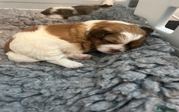 Shihpoo dogs for sale: Beautiful Red and White Parti Shipoo Girls  - Image 9
