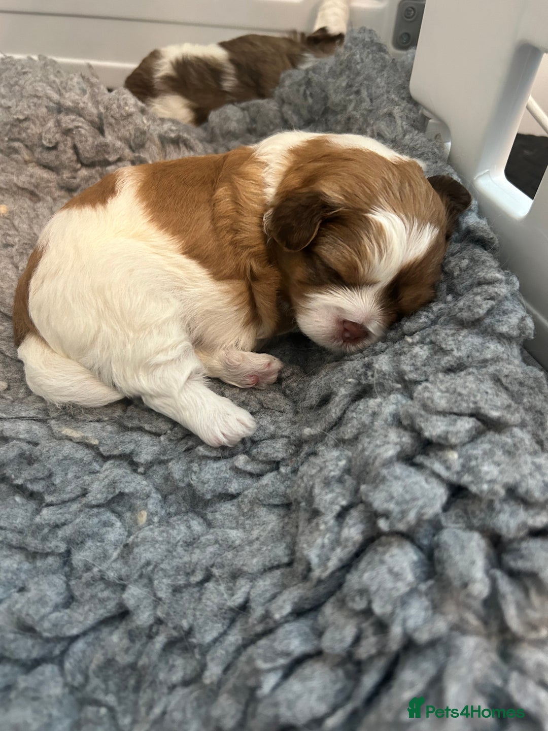 Shihpoo dogs for sale: Beautiful Red and White Parti Shipoo Girls  - Image 9