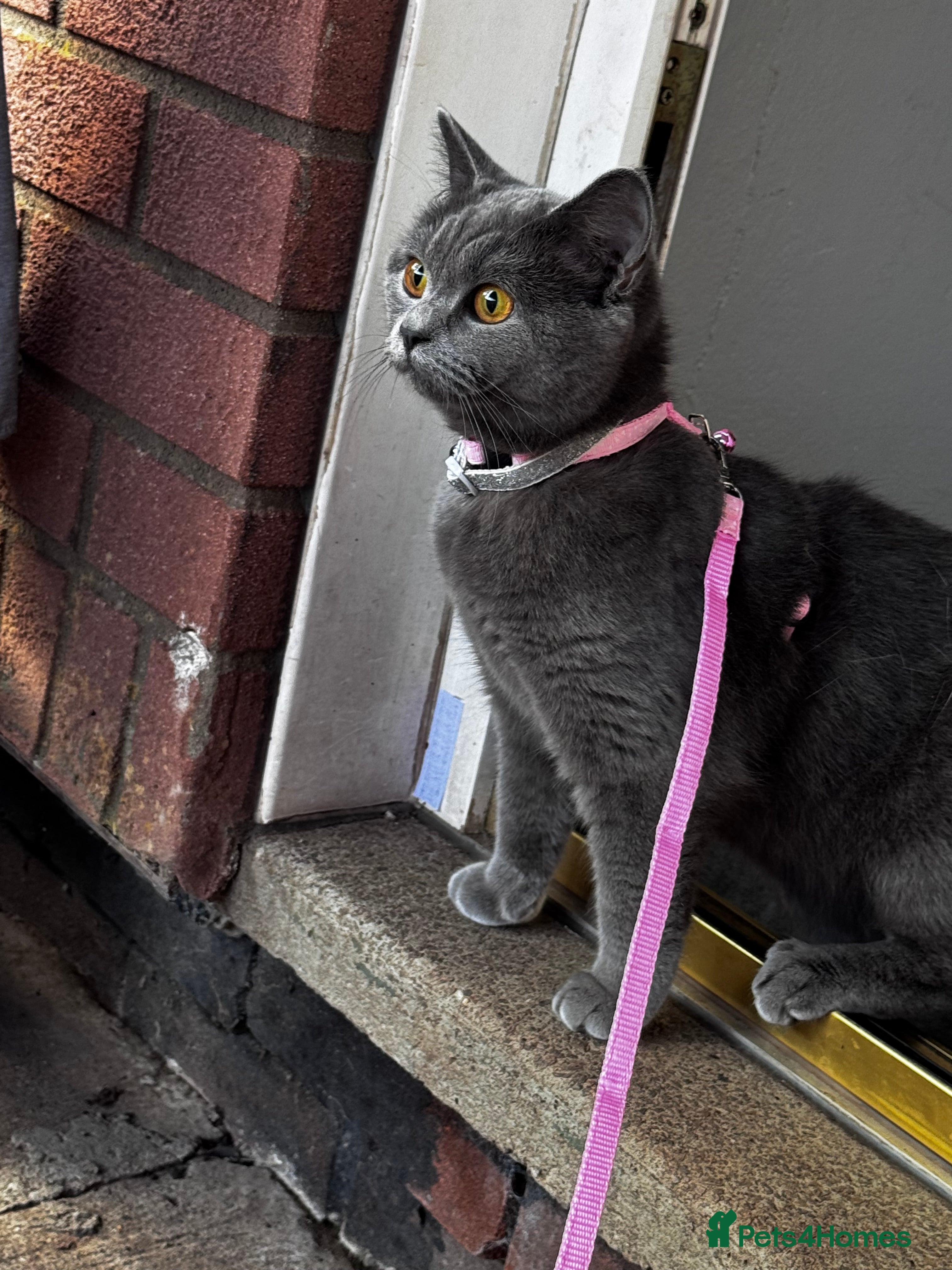 British Shorthair cats British short hair girl  - Advert 1