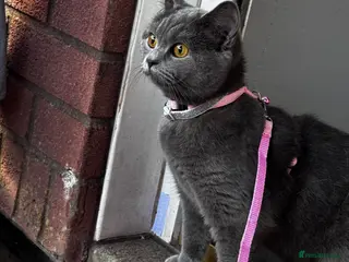 British Shorthair cats British short hair girl - Advert 1