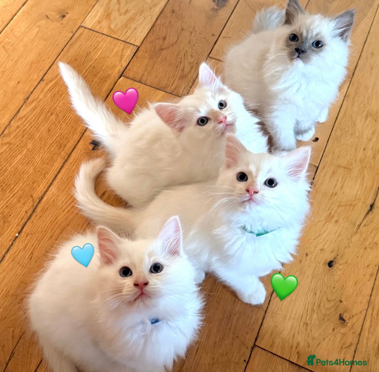 Ragdoll cats Gorgeous Cream-point Purebred Ragdoll boys - Advert 3