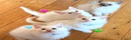 Ragdoll cats for sale: Gorgeous Cream-point Purebred Ragdoll boys - Advert 1