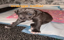 Cane Corso dogs for sale: 4 girls left *PRICE REDUCED* - Image 8