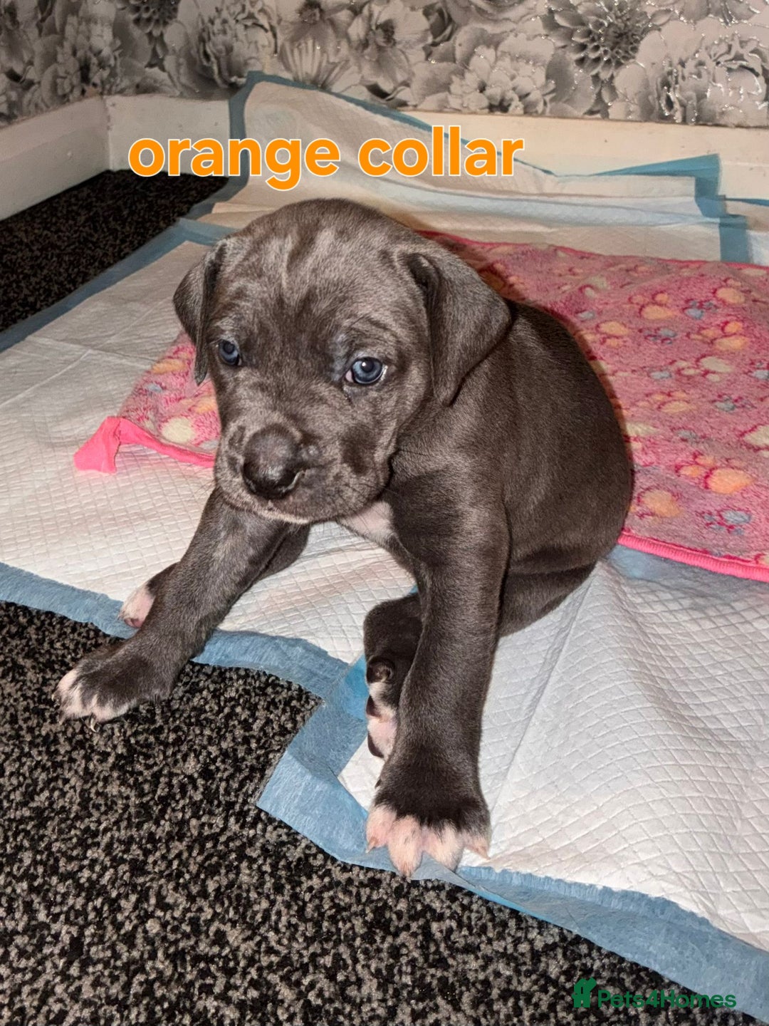 Cane Corso dogs for sale: 4 girls left *PRICE REDUCED* - Image 8