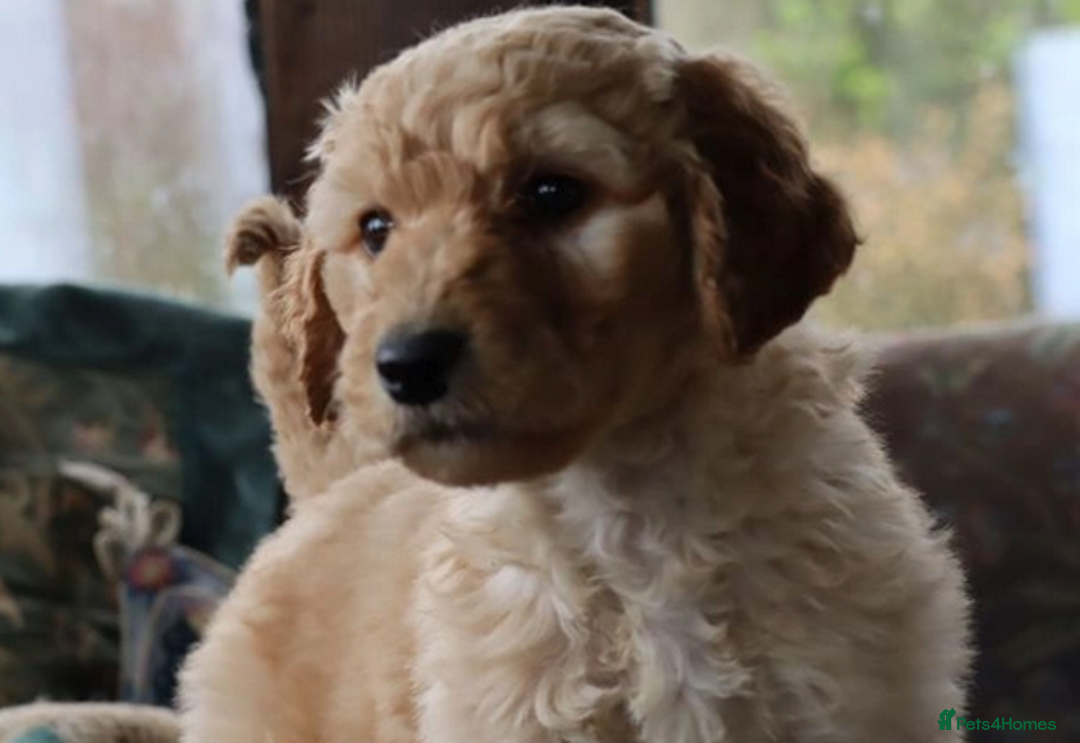 Labradoodle dogs for sale: Lovely Labradoodle Puppies Licenced Breeder - Image 11