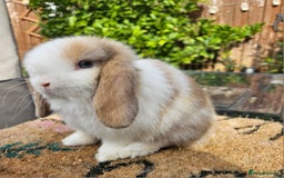 Mini Lop rabbits for sale: Baby mini lops  - Image 2