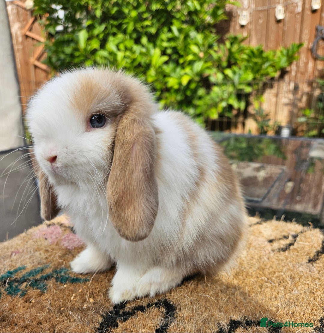 Mini Lop rabbits for sale: Baby mini lops  - Image 2
