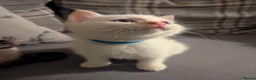 Ragamese cats for sale: Beautiful ragamese boy blue  - Advert 7