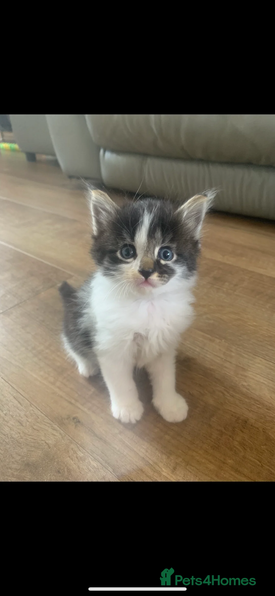 British Longhair cats for sale: 6 Long hair X Tuxedo Kittens ❤️ - Advert 21