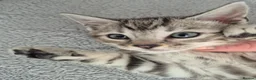 Mixed Breed cats for sale: Mixed bengal kittens - Advert 12