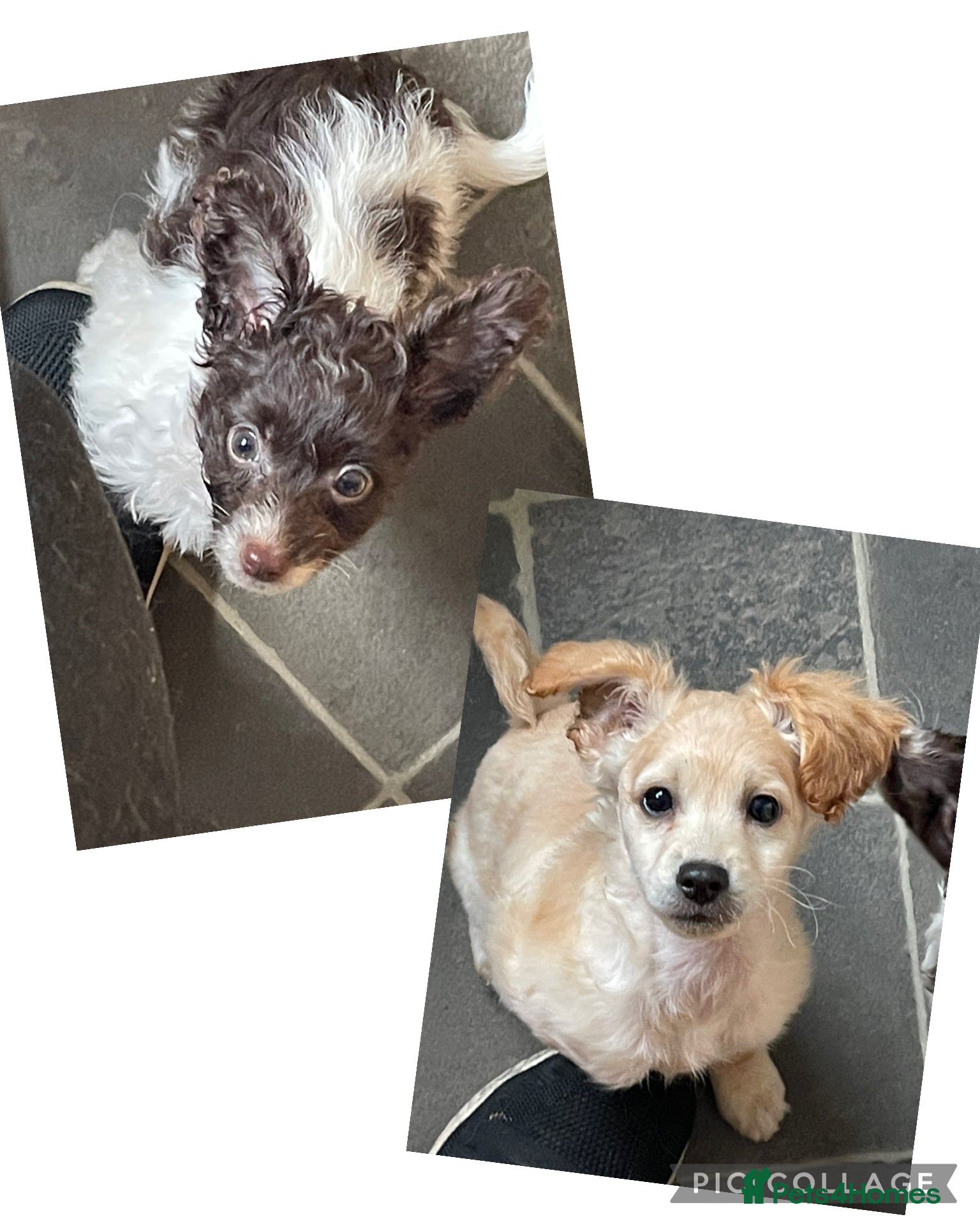 Cockapoo dogs Miniature cockapoos for sale  - Advert 8