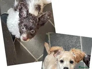 Cockapoo dogs Miniature cockapoos for sale - Advert 8