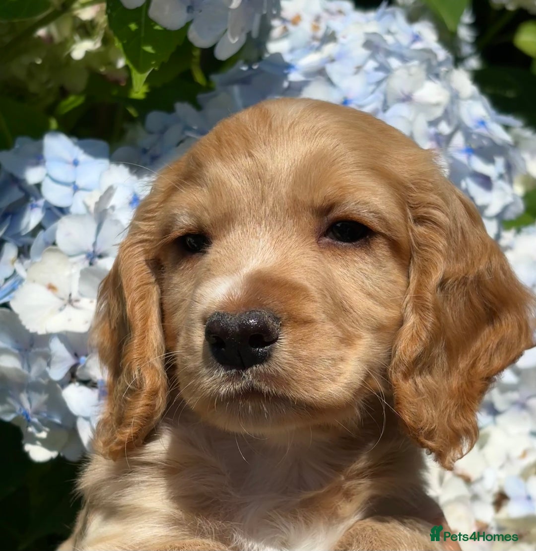Cocker Spaniel dogs for sale: Stunning KC Reg Working Cocker Spaniels - Image 6