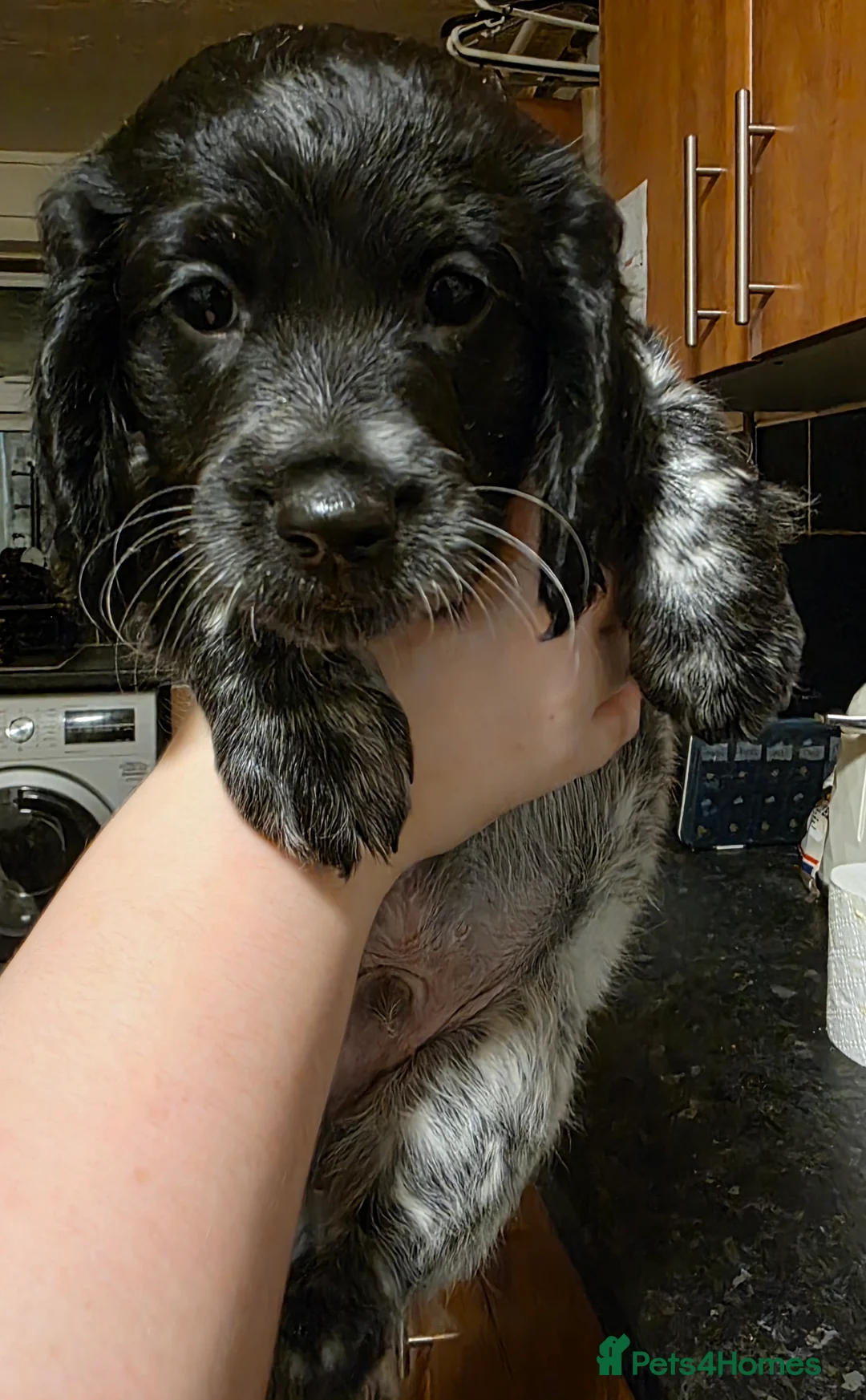 Cockapoo dogs for sale: The Magnificent fully-vaccinated Seven  in Romford - Advert 9