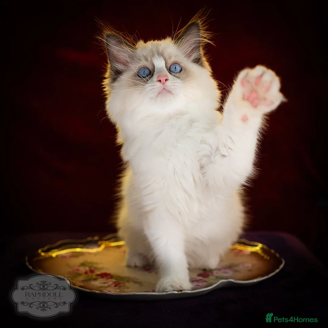 Ragdoll cats for sale: SHOW Ragdoll Bicolor Kitten Girl LSCH TICA ❤❤❤ - Advert 4