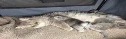 Persian cats for sale: Beautiful Persian babies in Bradford - Advert 17