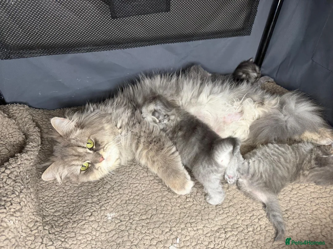 Persian cats for sale: Beautiful Persian babies in Bradford - Advert 17