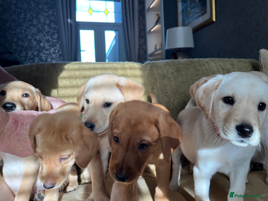 Labrador Retriever dogs for sale: Stunning Labrador pedigree puppies  - Advert 8