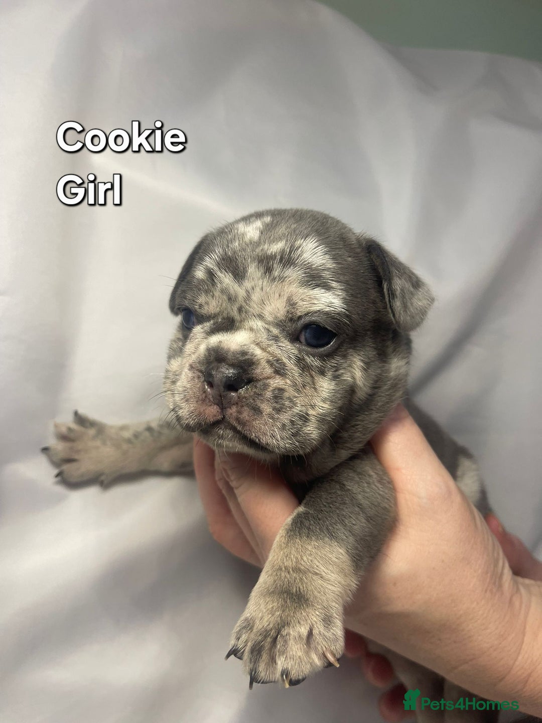 French Bulldog dogs for sale: Gorgeous litter of French Bulldog Pups  - Advert 4