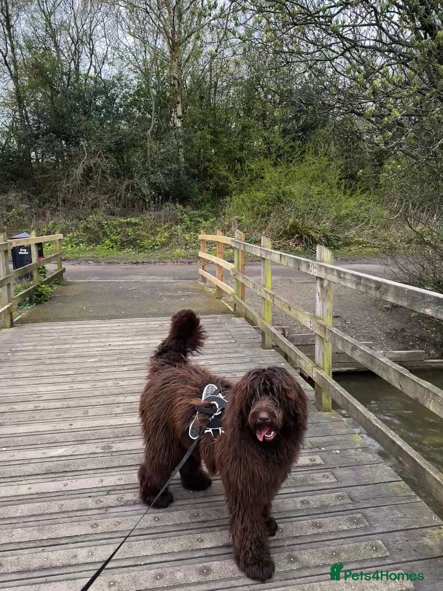 Newfypoo dogs Newfypoo / teddy bear 12 months old for sale,  - Advert 1