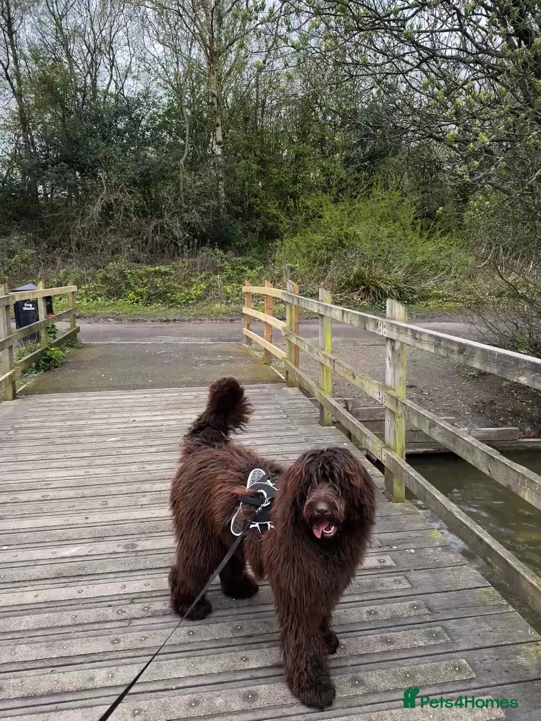 Newfypoo dogs for sale: Newfypoo / teddy bear 12 months old for sale,  in Manchester - Advert 1