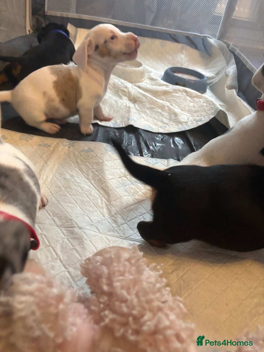 Dachshund dogs for sale: Pink and white albino chocolate dapple dachshund  - Advert 11