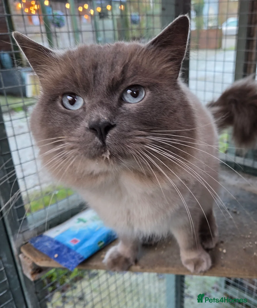 Ragdoll cats for sale: Gentle giant Winston Blue point  - Advert 4