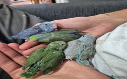 Parrots birds for sale: parrotlet babies - Image 1