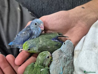 Parrots birds for sale - Advert 1