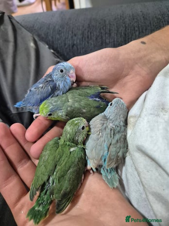 Parrots birds - Advert 2